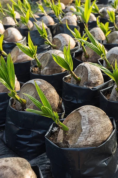 Piantine di cocco e foglie giovani che crescono . — Foto Stock