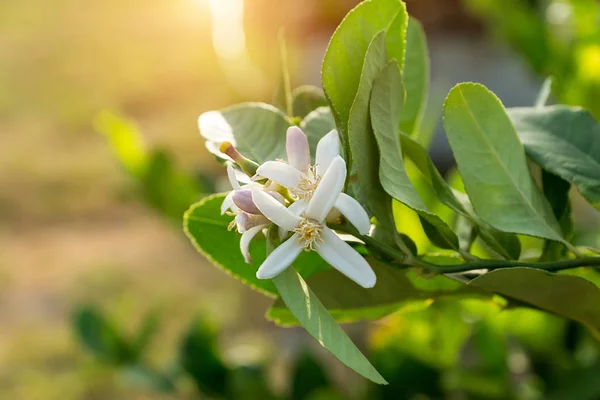 Lemon flower on tree. — Stock Photo, Image