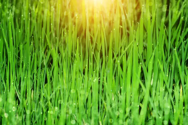 Rice leaves with water drop dew. — Stock Photo, Image