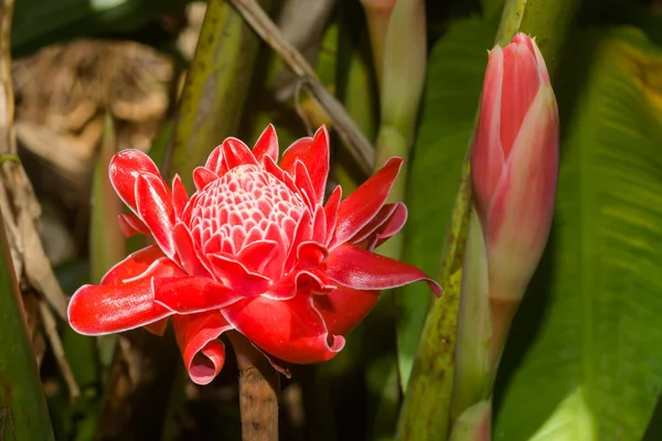 Röd blomma av externa palmliknande träd. — Stockfoto