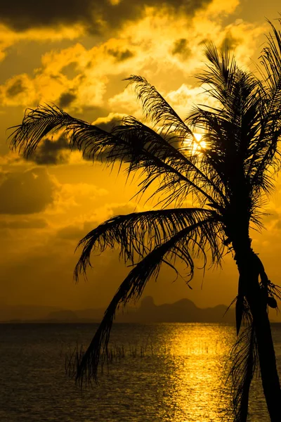 Silhouette of coconut tree — Stock Photo, Image
