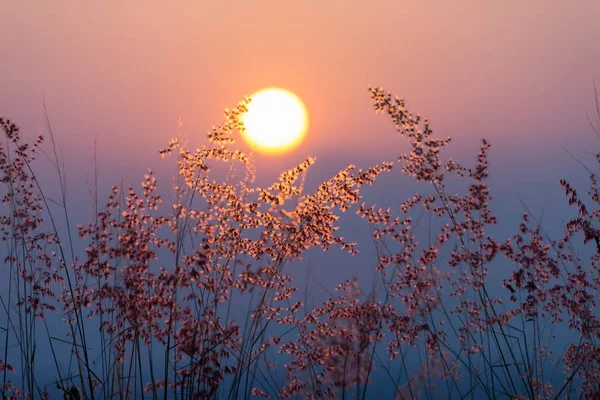 Hierba de flores en la montaña con puesta de sol . — Foto de Stock