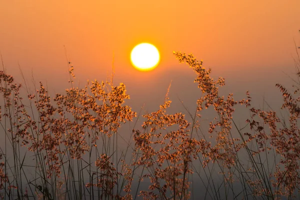 Hierba de flores en la montaña con puesta de sol . — Foto de Stock