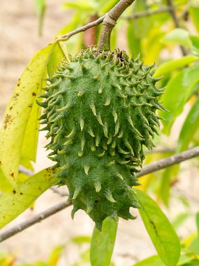 Soursop meyve ağacı üzerinde.