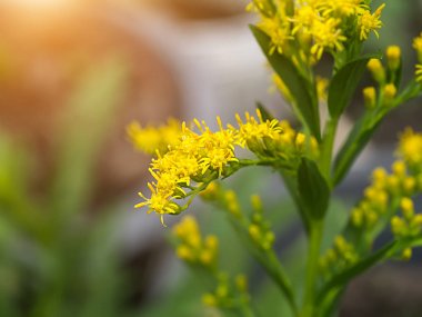 Solidago canadensis çiçek yakın çekim.