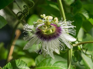 Tutku meyve çiçek yakın çekim.