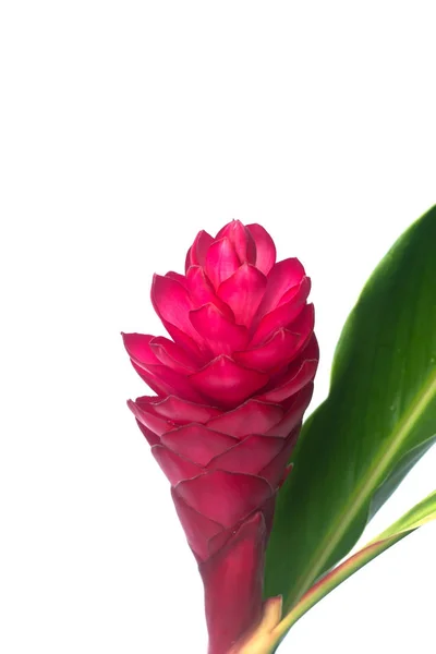 Beautiful tropical red ginger flower. — Stock Photo, Image