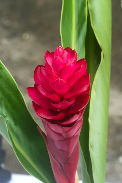 Beautiful tropical red ginger flower. — Stock Photo, Image