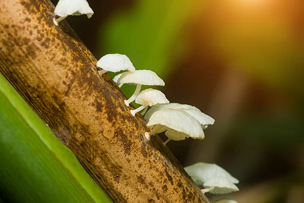 Champignon blanc sur la branche en saison des pluies . — Photo
