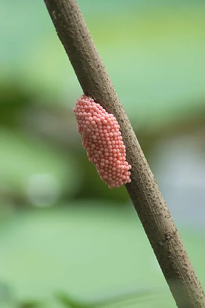 粉红色的卵 Channeled applesnail 贝壳的一个分支. — 图库照片