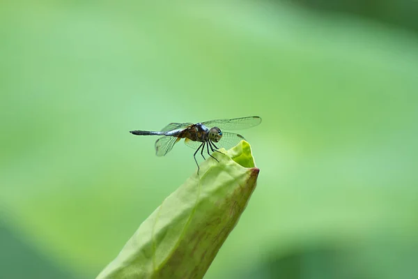 Dragonfly sedí na lotosovém listu. — Stock fotografie