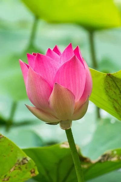 Beautiful pink lotus flower — Stock Photo, Image