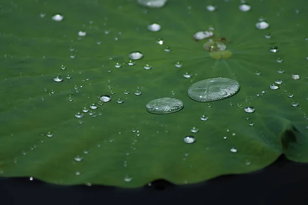 有水滴的荷叶 — 图库照片