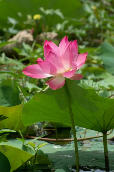 Hermosa flor de loto rosa —  Fotos de Stock
