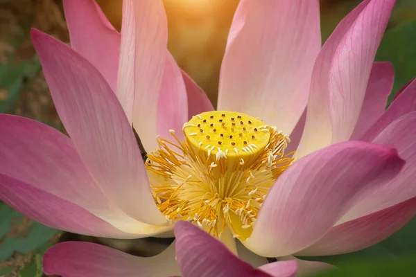 Beautiful pink lotus flower — Stock Photo, Image