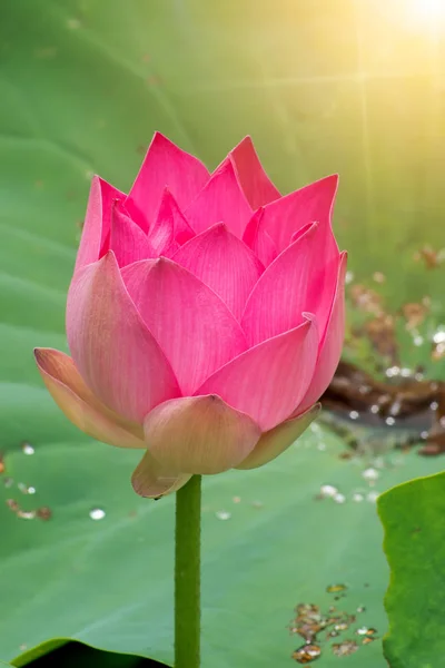 Beautiful pink lotus flower — Stock Photo, Image