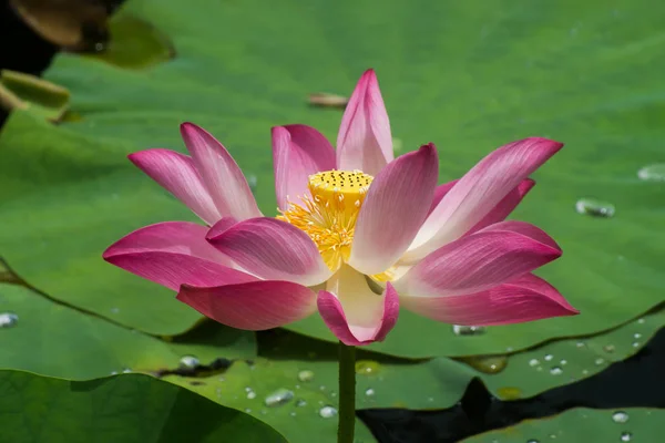 Vacker rosa lotusblomma — Stockfoto