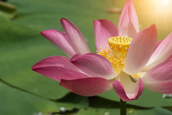 Bela flor de lótus rosa — Fotografia de Stock