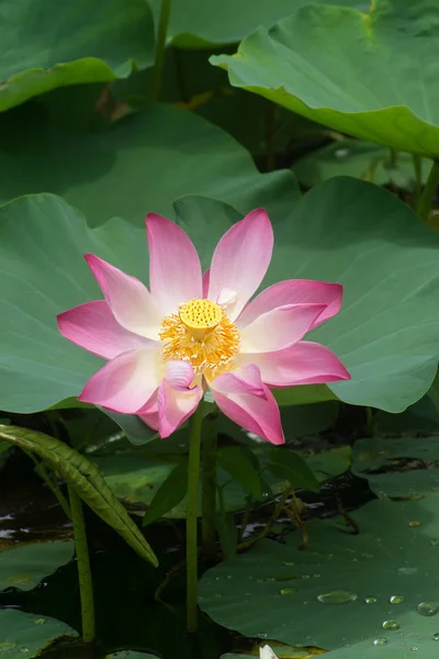 Hermosa flor de loto rosa — Foto de Stock