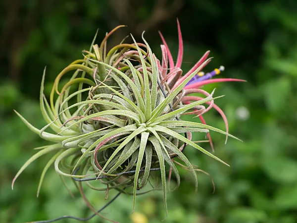 Tillandsia květina letecký závod. — Stock fotografie