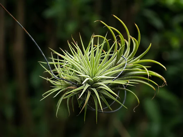 Tillandsia květina letecký závod. — Stock fotografie