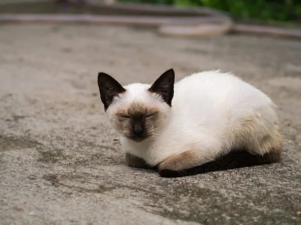 Baby cat are sleeping. — Stock Photo, Image