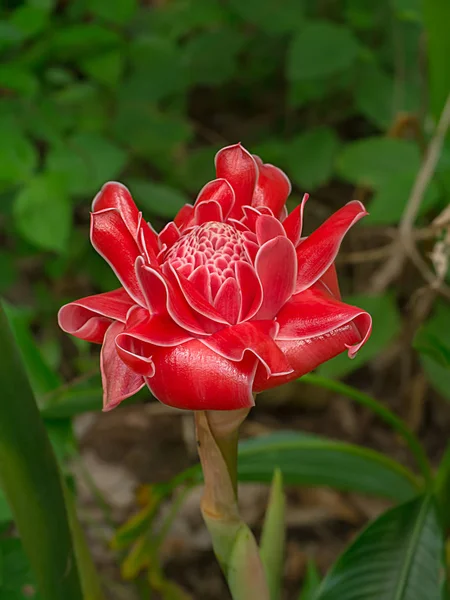 Red flower of etlingera elatior — Stock Photo, Image