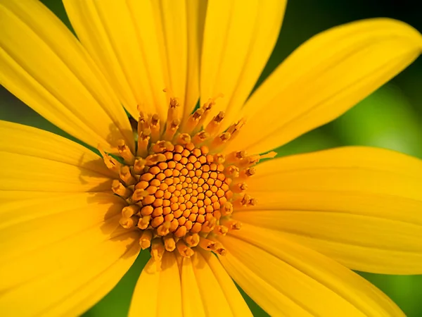 Close up of Tree marigold — Stock Photo, Image