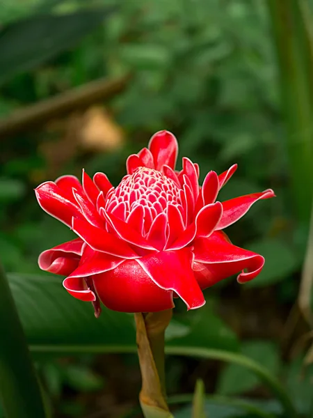 Flor vermelha de etlingera elatior — Fotografia de Stock