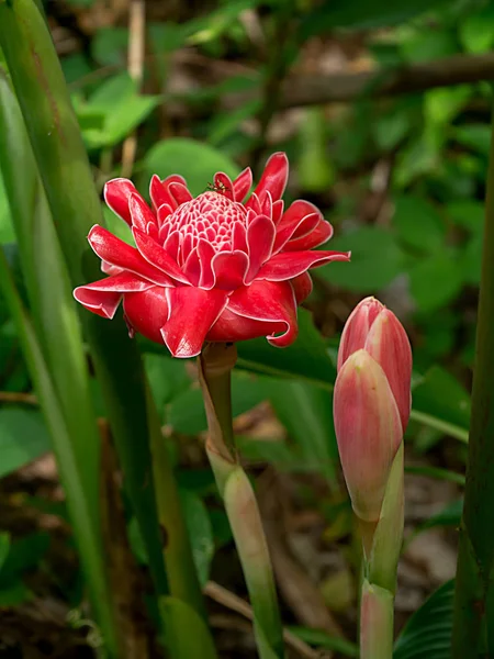Červený květ etlingera vyšší — Stock fotografie