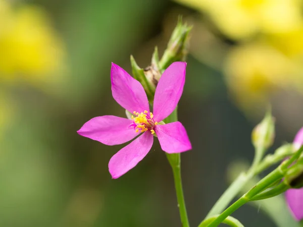 タリヌム paniculatum 植物のピンクの花. — ストック写真