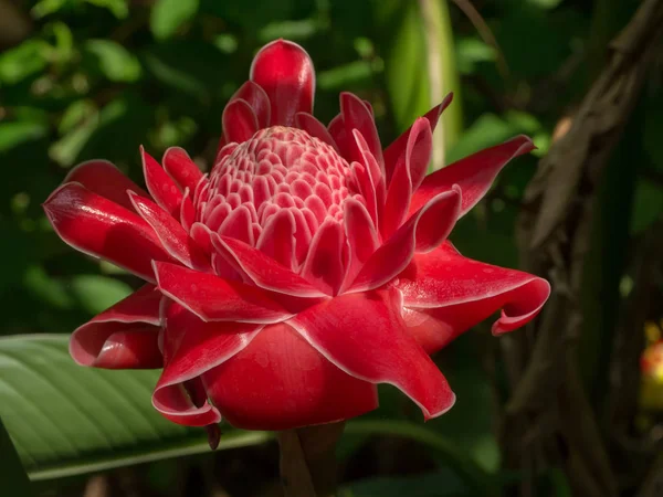 Fleur rouge d'etlingera elatior — Photo