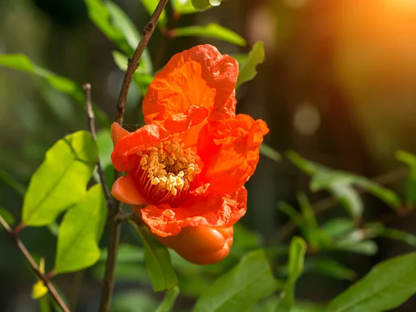 The flower of Pomegranate fruit. — Stock Photo, Image