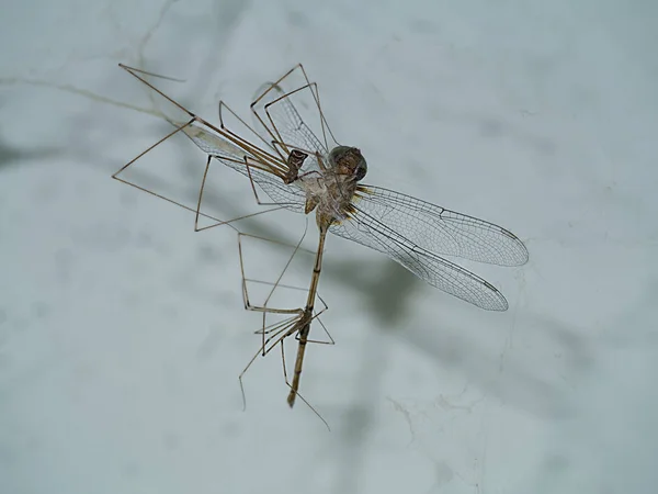 Casa araña piernas largas están matando a la libélula . —  Fotos de Stock