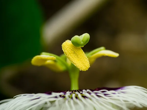 Close-up da flor do maracujá. — Fotografia de Stock