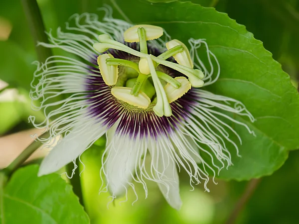 Close up of the Passion Fruit flower. — Stock Photo, Image