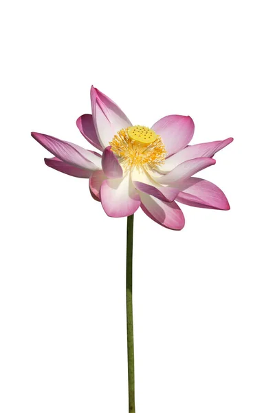 Rosa lotus blomma på vit bakgrund. — Stockfoto