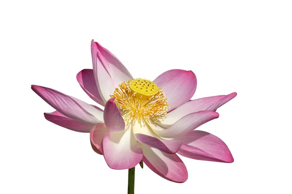 Fleur de lotus rose sur fond blanc. — Photo