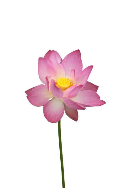 Pink lotus flower on white background. — Stock Photo, Image