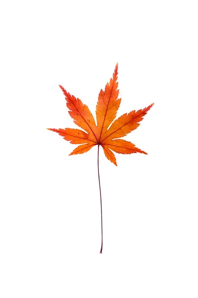 Dry Maple Leaf on white background — Stock Photo, Image