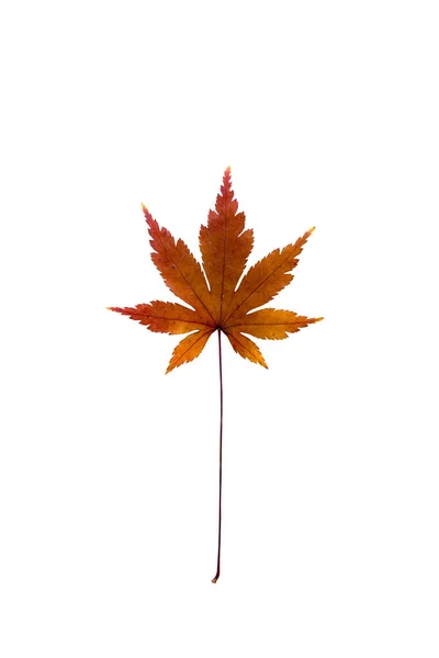 Beyaz arka plan üzerinde kuru akçaağaç yaprağı — Stok fotoğraf