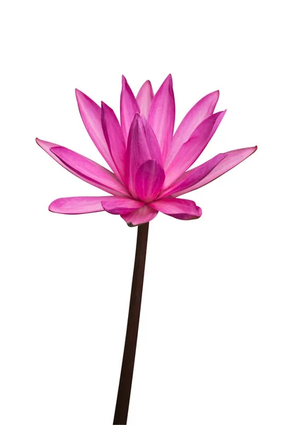 Pink lotus flower on white background. — Stock Photo, Image