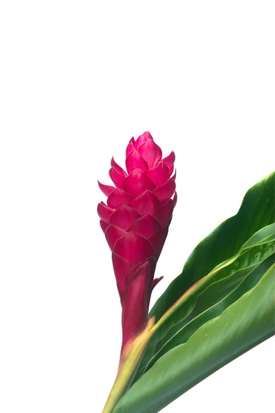 Beautiful tropical red ginger flower on isolate white background — Stock Photo, Image