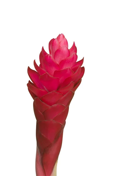 Beautiful tropical red ginger flower on isolate white background — Stock Photo, Image