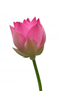 Lotus izole beyaz zemin üzerine.