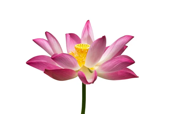 Lotus on isolate white background. — Stock Photo, Image