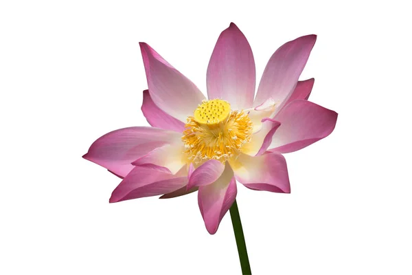 Lotus on isolate white background. — Stock Photo, Image