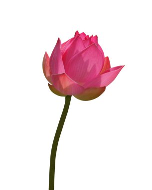 güzel, lotus çiçeği beyaz zemin üzerine
