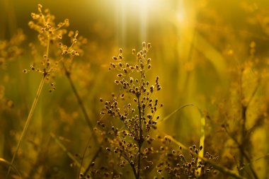 Güneş ışığı ile çimen çiçek.