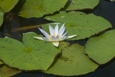havuzda nilüfer çiçeği.
